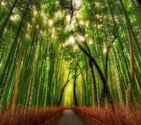 pic for bamboo forest 1440x1280